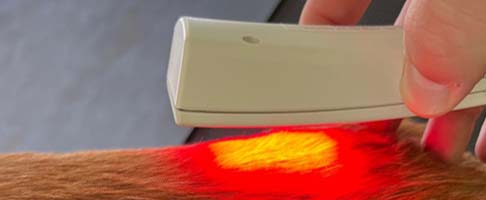 Veterinary Physiotherapy